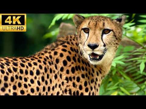 4K Wild Animals Scenic Wildlife Film with Inspiring Music