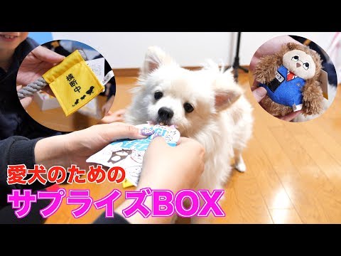 ぽこちゃんのサプライズボックス開封【４月号】