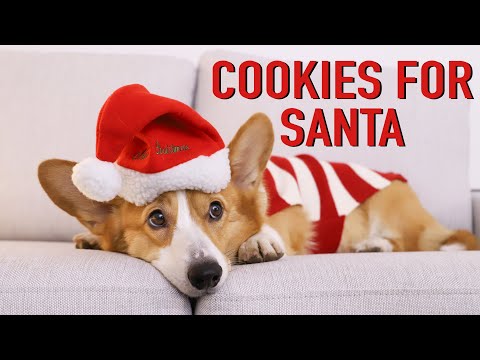 READY FOR XMAS! - Topi the Corgi