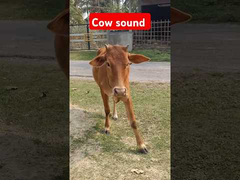 Cow sound#short village cow