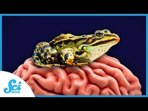 What Squids and Frogs Taught Us About How Brain Cells Talk