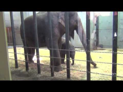 Big Asian Elephant with Baby Elephant - Oregon Zoo