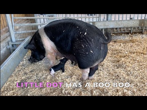 TINY PIGLET HAS A BOO BOO - Animal Video for Kids