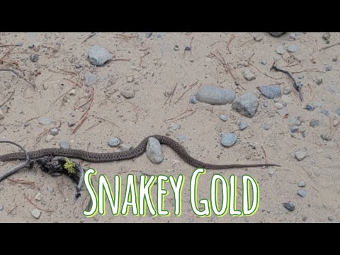 Gold,Snakes And 13 Fantastic Prospecting Tips#goldprospecting #gold #howtoprospect