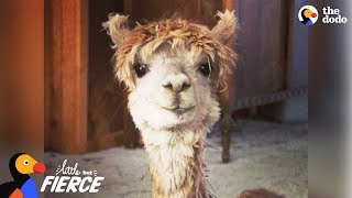 Tiny Alpaca Has A HUGE Personality - CODY | The Dodo Little But Fierce