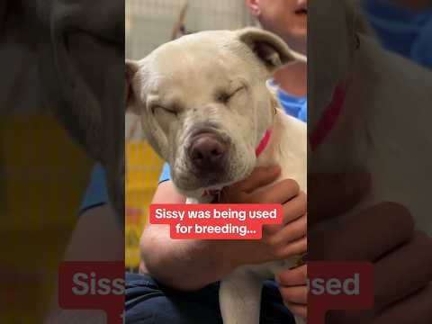 Blind Deaf Shelter Dog Used for Breeding Lost Until This Happens 🥹