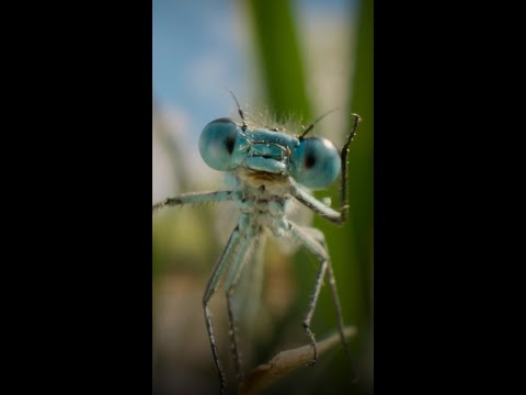 These damselflies are ready to battle for the skies #ARealBugsLife