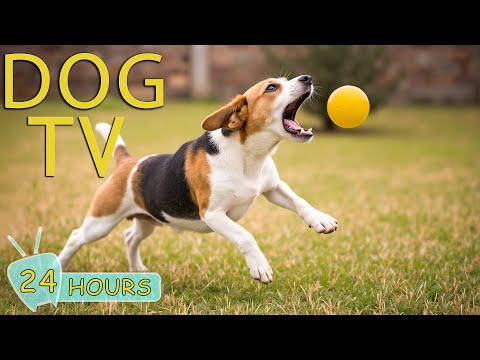 DOG TV for Dogs to Watch: Video Keep Your Dogs Happy & Fun While Home Alone - Best Music for Dogs