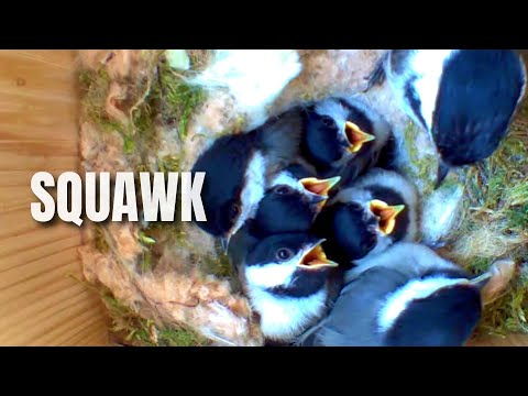 Chickadee Squawk Call: What Does It Mean & Why Do They Make These Sounds?