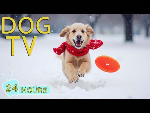 DOG TV: Best Video Entertain for Dogs with Anxiety When Home Alone - Best Collection Music for Dogs