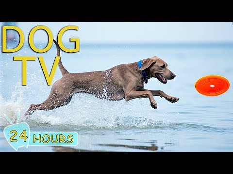 Dog TV for Dogs to Watch: Video Entertain & Anti Anxiety for Dogs While Home Alone - Music for Dogs