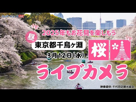 【桜ライブカメラ】ソメイヨシノ／「東京都・千鳥ヶ淵緑道」ライブカメラより/Cherry Blossom Live Camera　 2025年3月12日(水)  #桜  #さくら #ソメイヨシノ