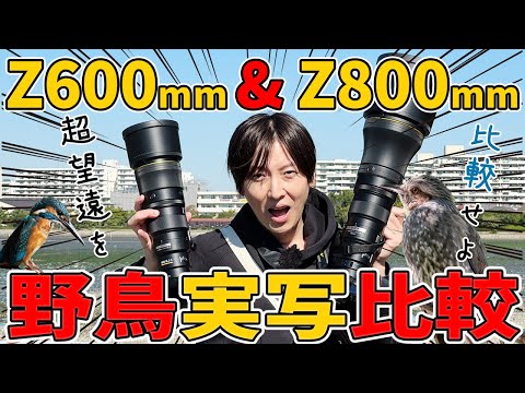 Nikon Z600mmf6.3 VR SとZ 800mm f/6.3 VR Sをもって野鳥を撮影してみた