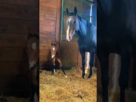 Newborn foal arrival! 🐴✨ Watch this baby horse take his first breaths—welcome to the world