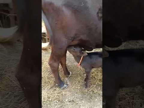 Cute baby cow#short drinking milk