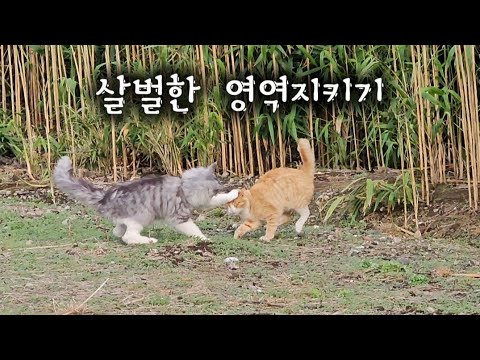 뭐야! 내영토야~~고양이 영역지키기