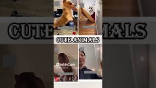 cute animals funny video trending shorts 🥰 #funnycomedyshort #cuteanimalsfunnyvideos #funnycomedy