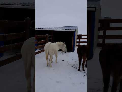 They are so mean sometimes! #colorado #highlandcows #ranching #donkeys #funny