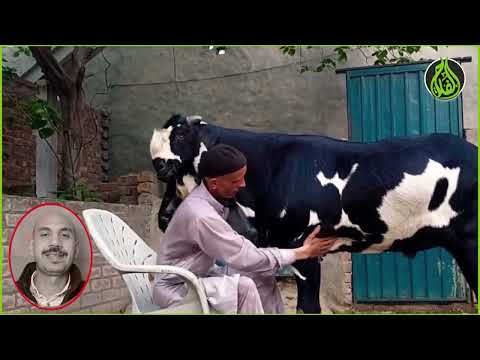 Pakistani goats