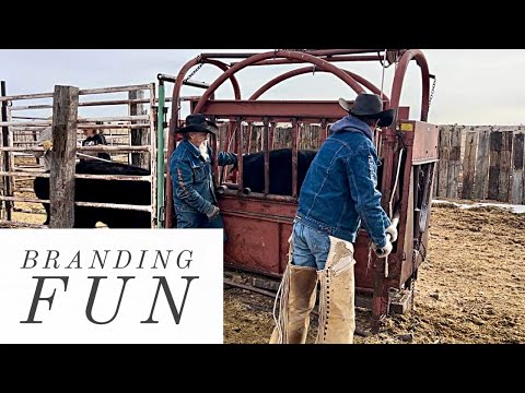 BRANDING WAGYU CALVES #jheart #ranch #wagyu #cattle