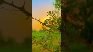 تلاوة طيبه بصوت القارئ : محمد هشام حسن 🌱Mohammed Hisham #quran