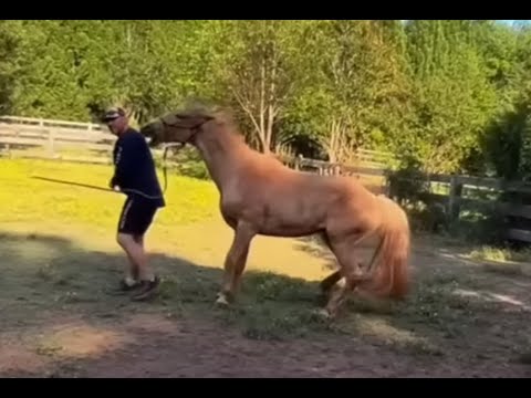 Alternative method on a problem horse?! Does it work?