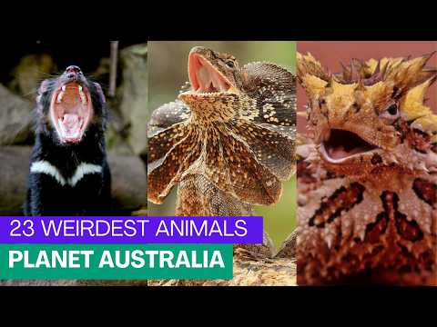 23 Weirdest Animals of Australia | Where Evolution Went Wild