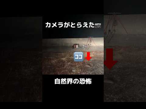 【恐怖】ネズミが映っていました。