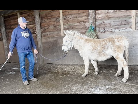 Helping An Abused Donkey! Full video soon!