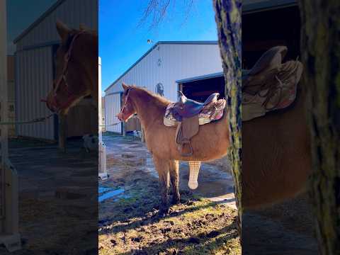 This Horse Was Terrified! 😳