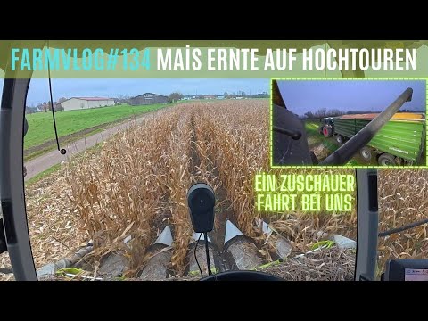 FarmVlog#134 Live im Mais! Wie läuft die Ernte? 🌽