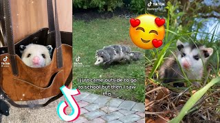 Opossum TikTok Compilation Because They're Cute🥰 |  The Possum Side of TikTok