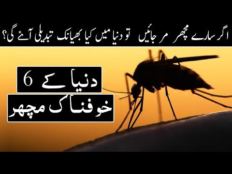 What If We Killed All Mosquitoes? | Interesting Facts | Urdu | Hindi | Janlo | Real channel