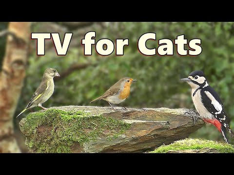 Cat TV ~ Morning Birds for Cats to Watch / Virtual Bird Feeder