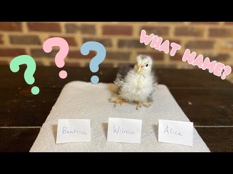 The CHICKS PICK THEIR NAMES