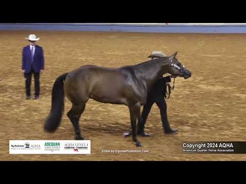 3-Year-Old Mares - 2024 AQHA World Championship Show