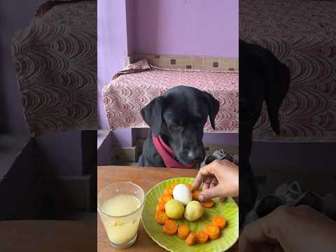 Feeding my lab (yummy food)