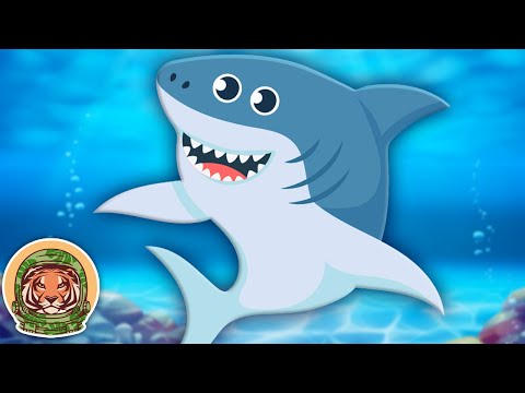 Learn EVERYTHING you need to know about sharks! | Animal Song For Kids | KLT WILD