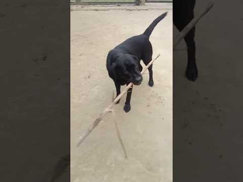 Playing dog#short black labrador laika