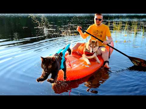 My Dog and Cat Loves to SUP Board With Me! Husky Swims Across the Lake