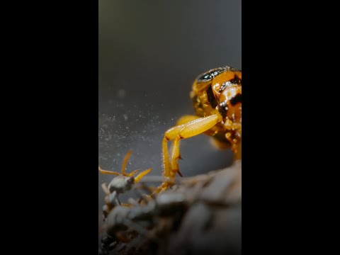 Watch out! This bombardier beetle is about to blow 🪲 #ARealBugsLife