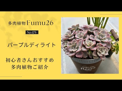 【多肉植物】初心者さんおすすめ✨育てやすい多肉パープルディライト