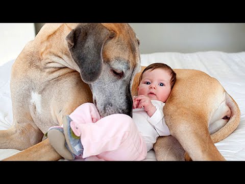 Great Danes Prove They’re the Best Big Brothers!