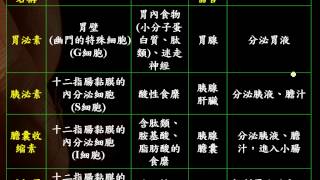 6 1 2各養分分解的相關酵素與調節消化系統之激素統整三敏