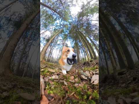 Topi’s spring hunt! 🌸              #insta360dogmode #insta360X3 #insta360 @insta360