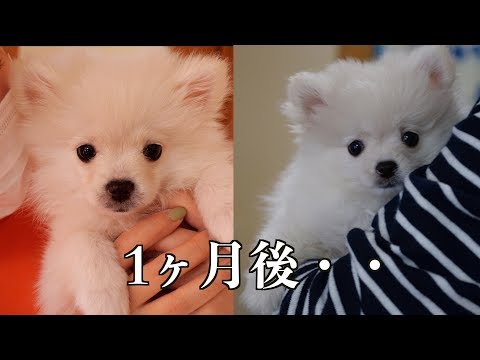 【悲報】助けて・・子犬の毛が抜けて悲惨な状態です・・・ ぽこあぽこ