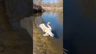 🦢 ПЯТАМИ НАКИВАВ! #bird #swan #river