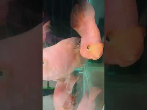 amazingfish#pets#shortvideo