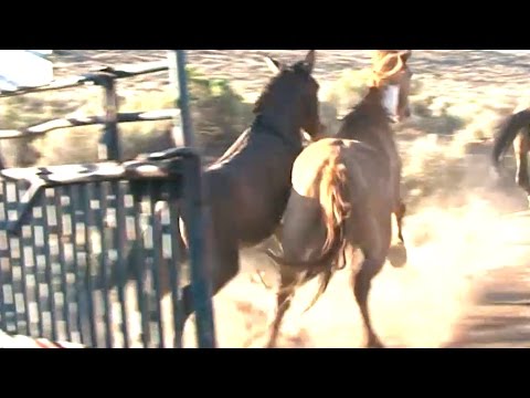 Releasing Wild Horses into the Wild