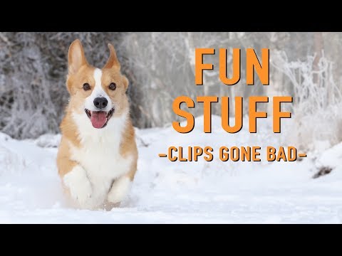 BLOOPERS COMPILATION - Topi the Corgi